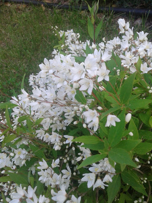 Deutzia Gracilis - Pianta arbusto Giappone Vaso 20 Foto Reali