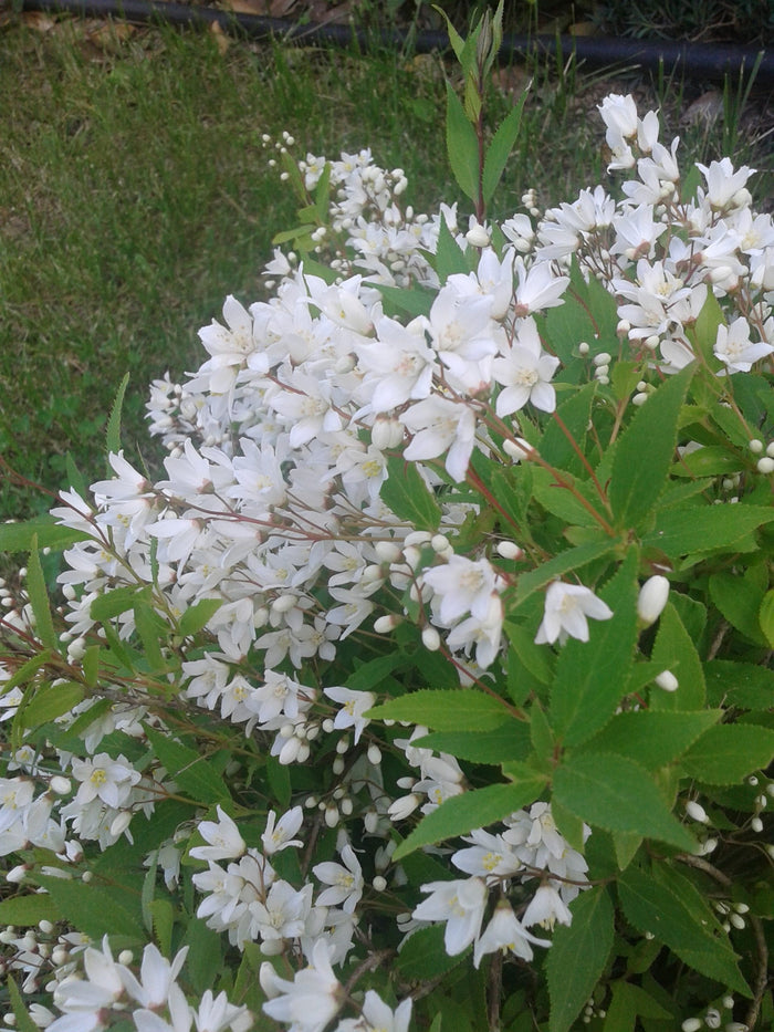 Deutzia Gracilis - Pianta arbusto Giappone Vaso 20 Foto Reali
