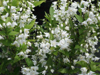 Deutzia Gracilis - Pianta arbusto Giappone Vaso 20 Foto Reali