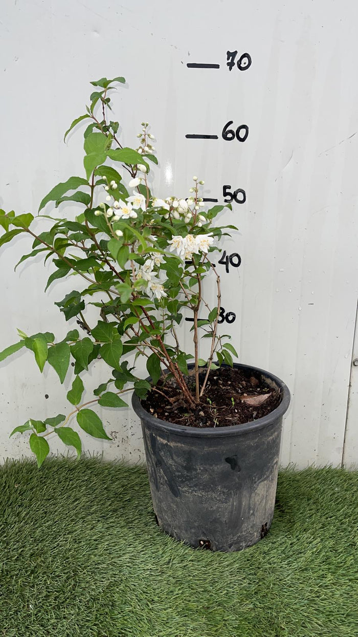 Deutzia Gracilis - Pianta arbusto Giappone Vaso 20 Foto Reali