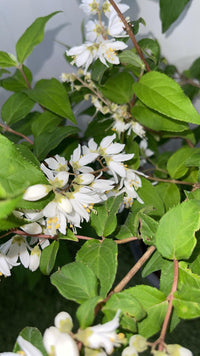 Deutzia Gracilis - Pianta arbusto Giappone Vaso 20 Foto Reali