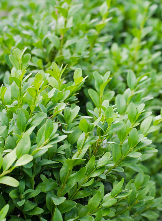 Buxus Sempervirens Arborescens - piramide - (bosso) Pianta h 110 cm Foto Reali