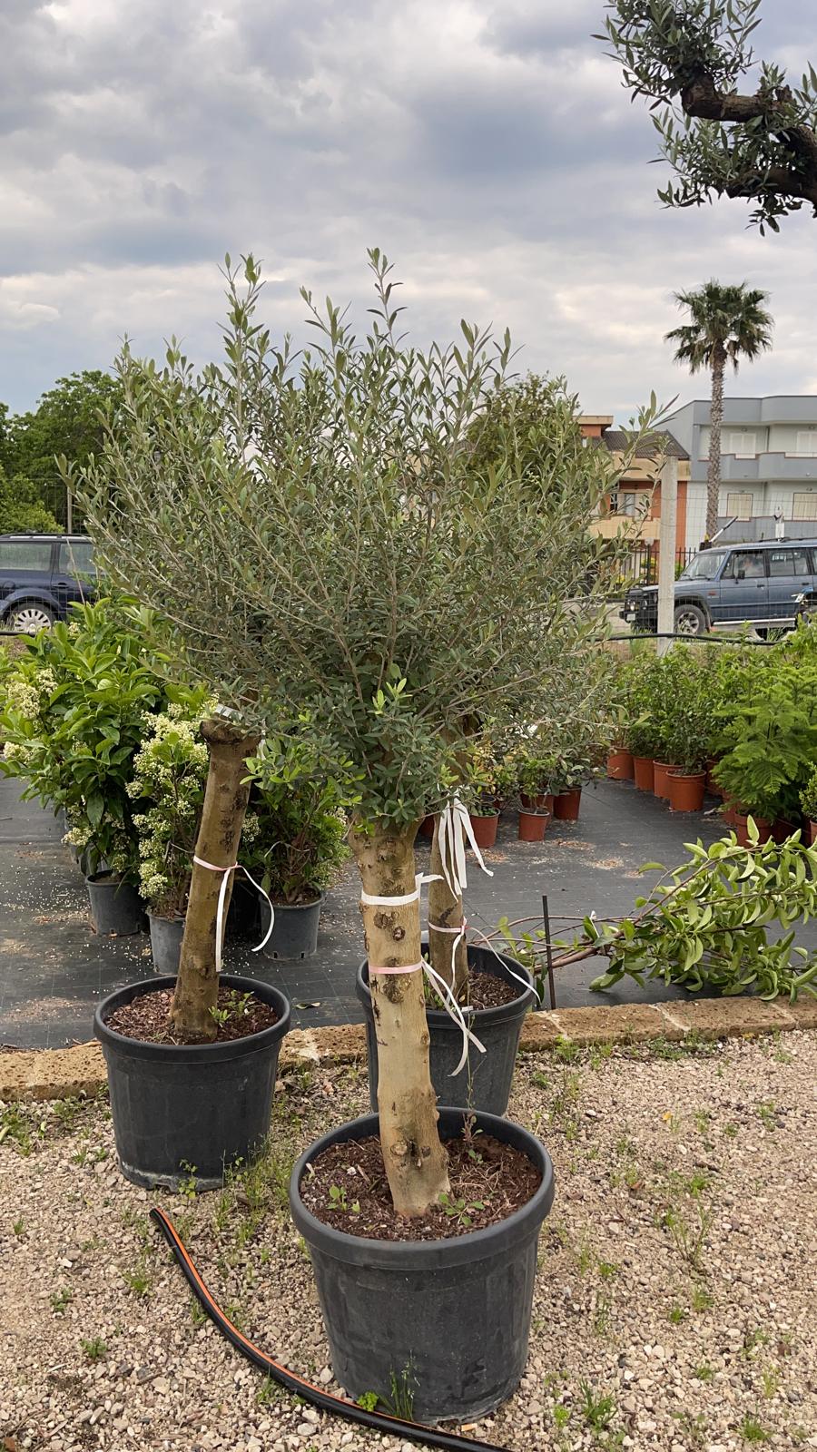 Olea EUROPEA (Olivo) - Pianta Albero Vaso 45 H 180 cm Foto Reali