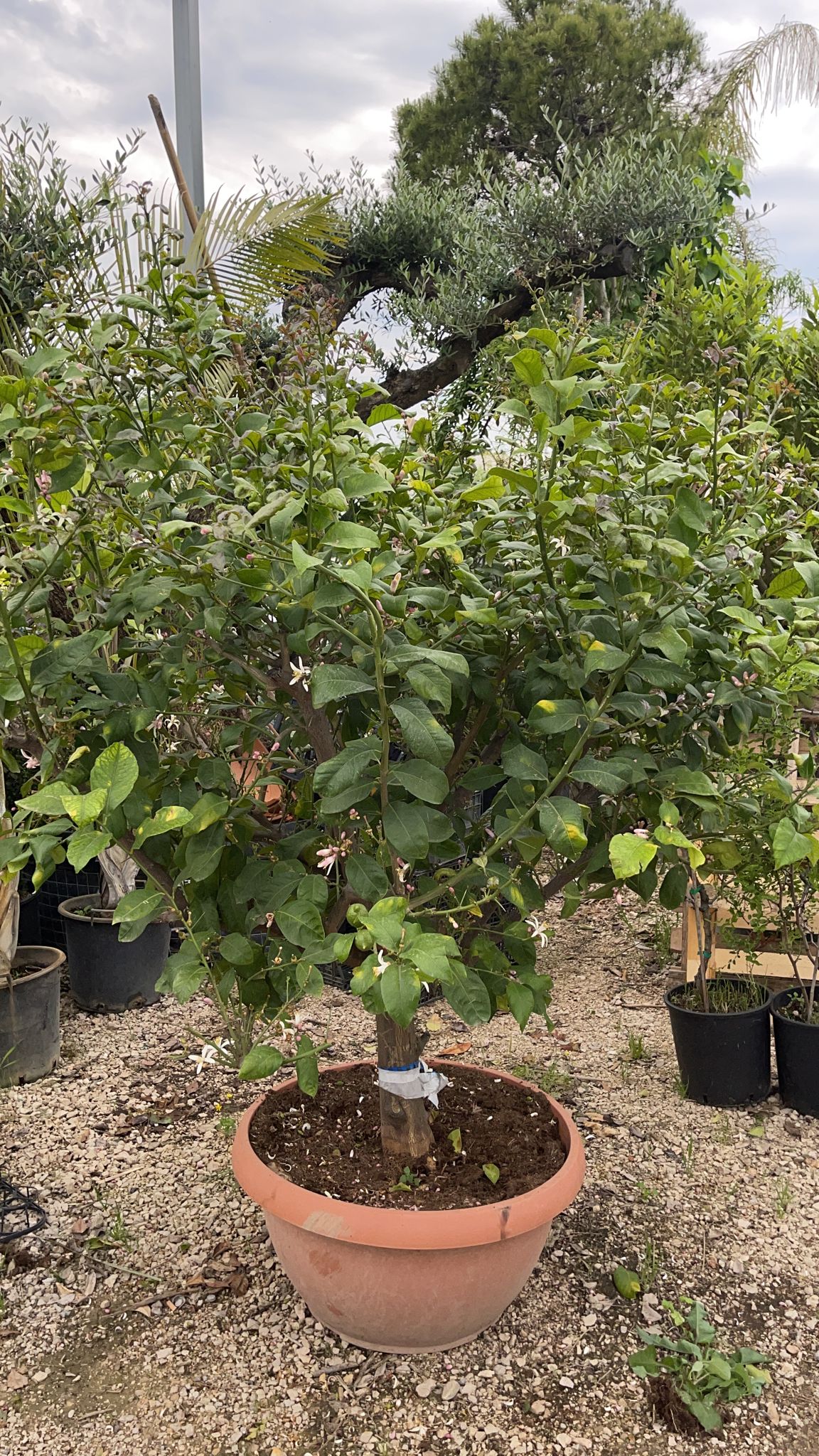 Limone 4 stagioni in ciotola 70 cm h 180cm - Pianta Albero da Frutto Foto Reali