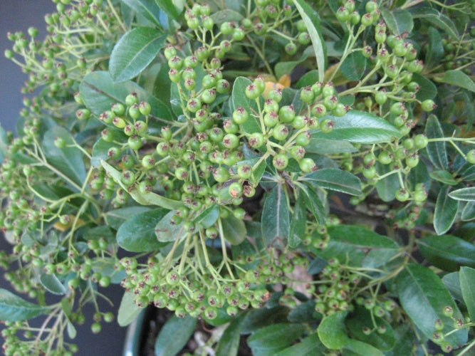 Bonsai Piracanta vaso 20 - Pianta Sempreverde Foto Reali