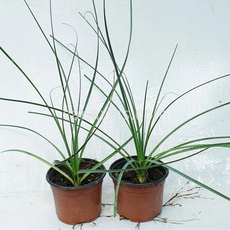 Dasylirion texanum – Pianta ornamentale rustica per giardini mediterranei