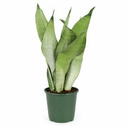 Gardenaria Sansevieria trifasciata 'Moonshine' - Pianta da interno ornamentale Altezza: 35 cm (vaso 12)