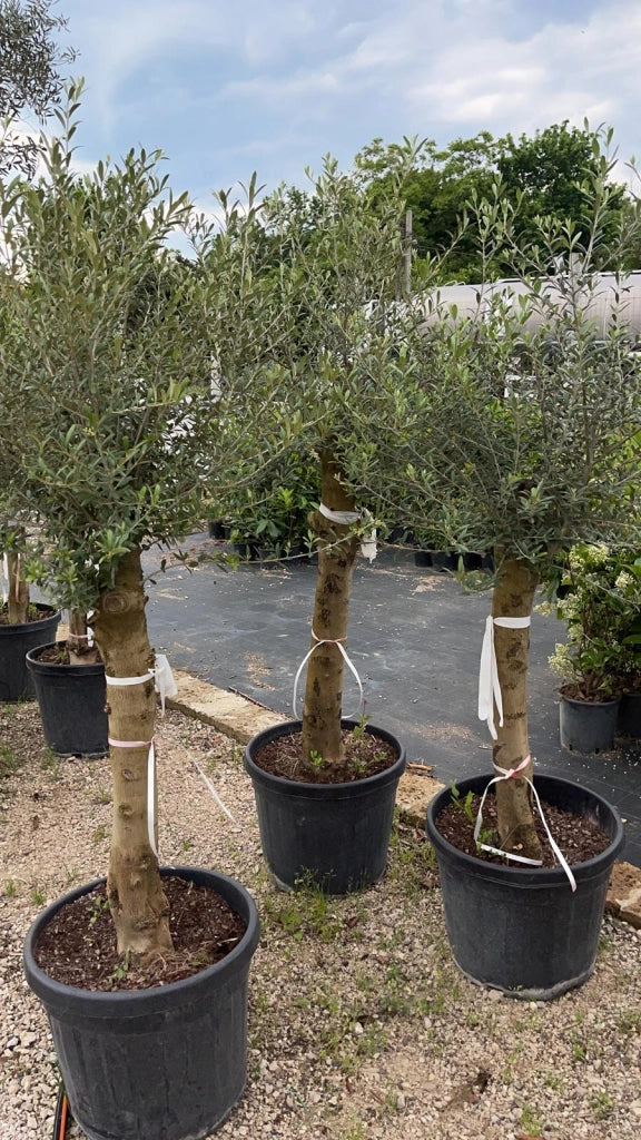 Olea EUROPEA (Olivo) - Pianta Albero Vaso 45 H 180 cm Foto Reali
