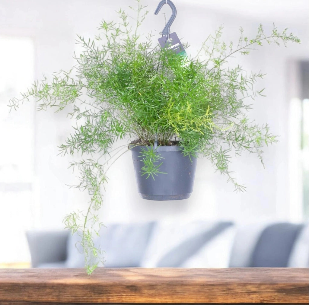 Gardenaria Asparagus densiflorus 'Sprengeri' - Pianta da interno ornamentale Altezza: 35 cm (vaso 17)