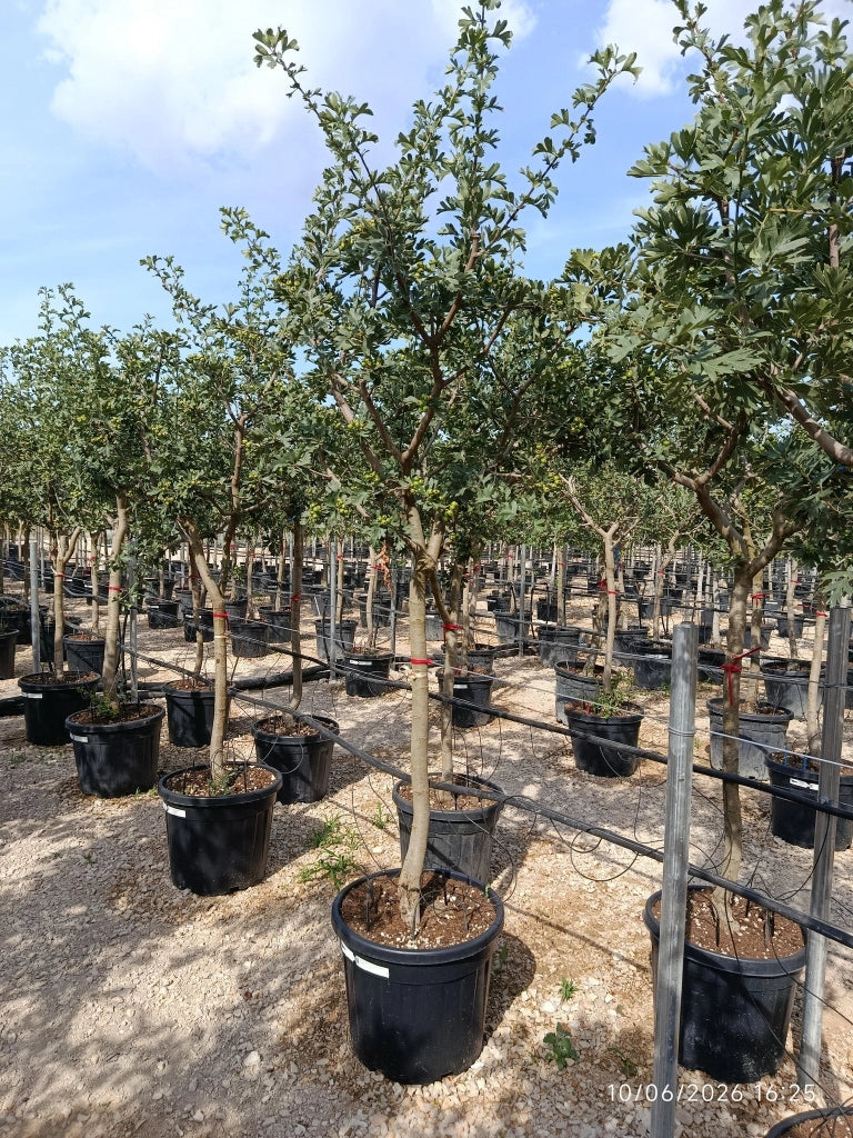 CRATAEGUS AZAROLUS ALB.55 1/2 FUSTO CRF.14/16