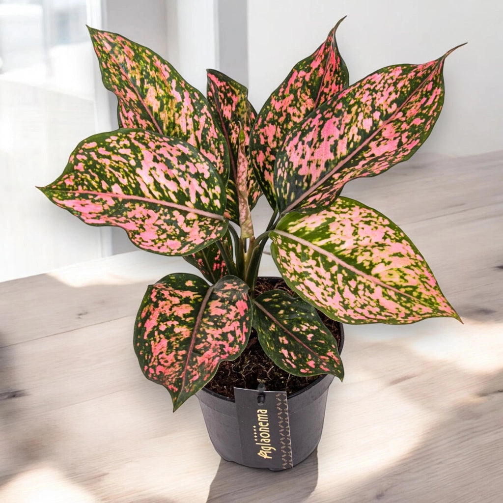 Gardenaria Aglaonema 'Pink Leopard' - Pianta da interno ornamentale Altezza: 40 cm (vaso 12)