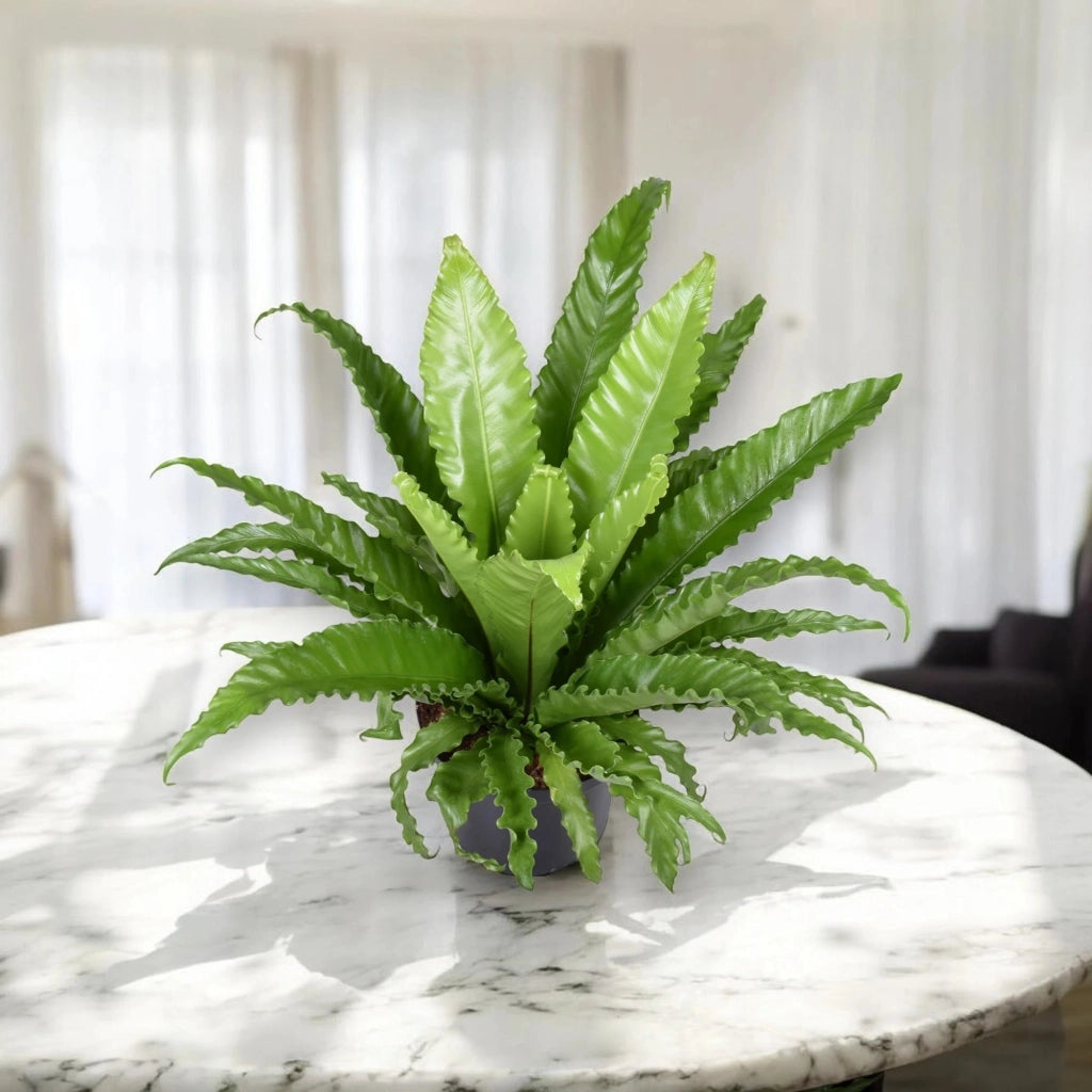 Gardenaria Asplenium antiquum - Pianta da interno ornamentale Altezza: 25 cm (vaso 12)