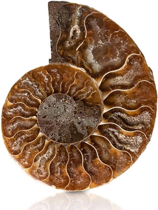 Specimen di Conchiglia di Ammonite Fossile con Pietre e Minerali Naturali e Storia Antica in Stile Retro