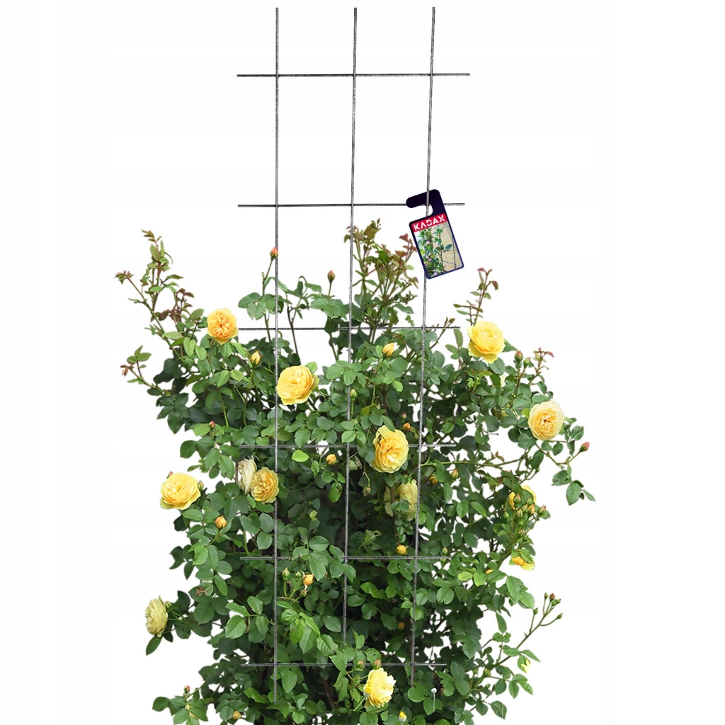 Traliccio da giardino in metallo KADAX per piante, fiori, scala per rampicanti, 45x150 cm, robusto
