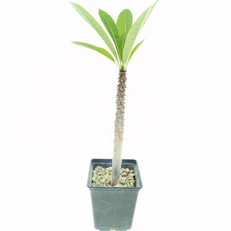 Pianta Pachypodium rutenbergianum succulenta caudiciforme 15 Metri Foto Reali