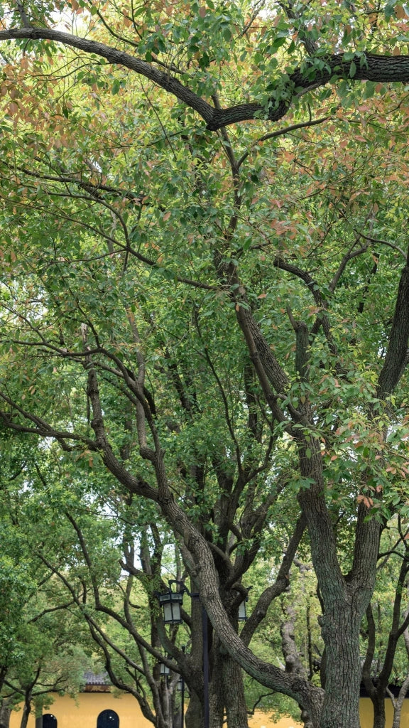 CINNAMOMUM CANPHORA (ALBERO DELLA CANFORA) VASO 18
