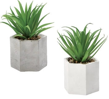 1 Pezzo Vaso con Piantina Grassa Decorativa Casa 18 cm 2 Modelli