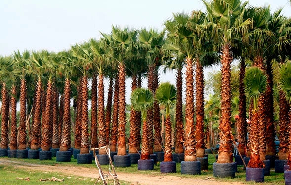 Washingtonia Filifera vaso 24cm