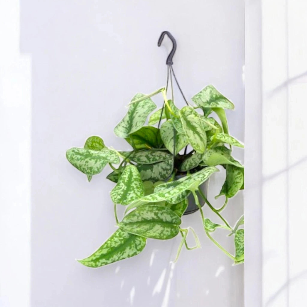 Gardenaria Scindapsus pictus 'Trebie' - Pianta da interno ornamentale Altezza: 30 cm (vaso 15)