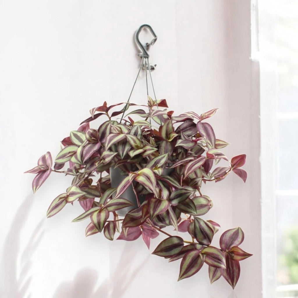 Gardenaria Tradescantia zebrina Violet - Pianta da interno ornamentale Altezza: 25 cm (vaso 17)
