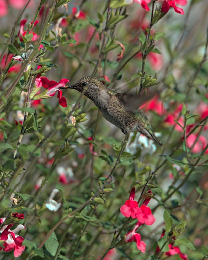 SALVIA ROEMERIANA BIANCO-ROSATO VASO 24