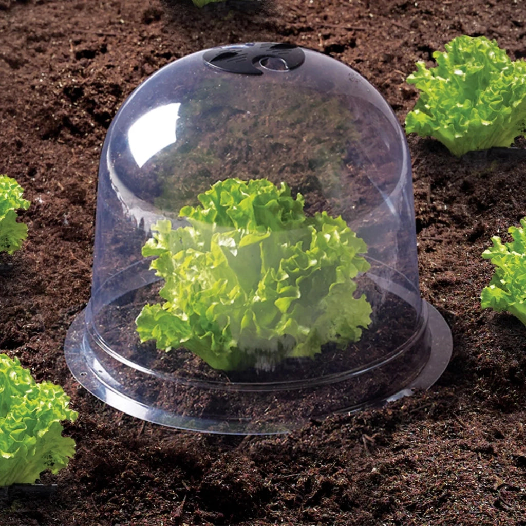 IDMarket - Serra protettiva per piante Salad bell x12