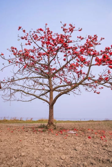 Pianta Ceiba Bombax, H70cm, foto reali