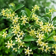 Gardenaria Falso Gelsomino - Trachelospermum jasminoides 'Chili & Vanilla' - Pianta rampicante ornamentale da esterno Altezza: 100/125 cm (vaso19)
