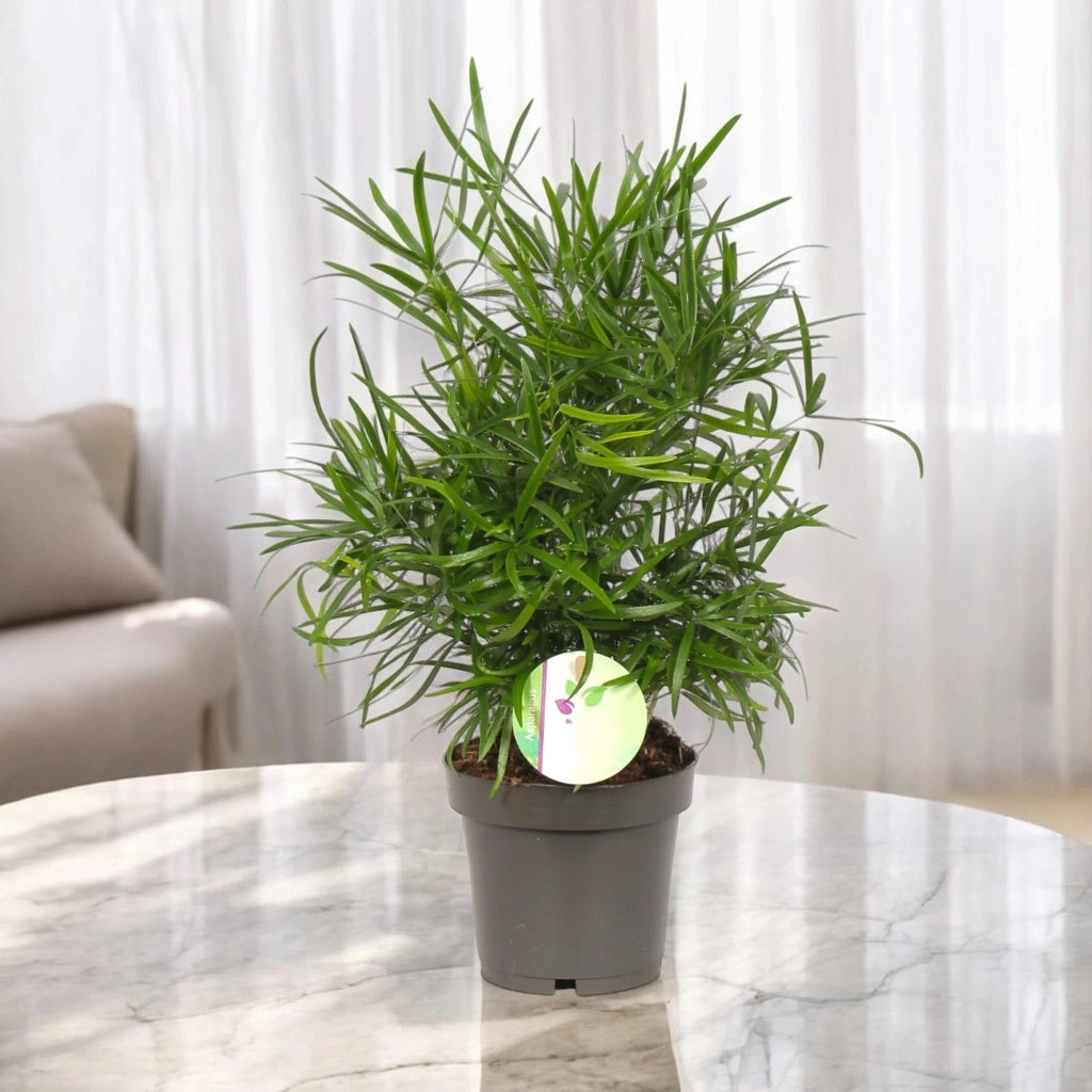 Gardenaria Asparagus falcatus - Pianta da interno ornamentale Altezza: 35 cm (vaso 12)