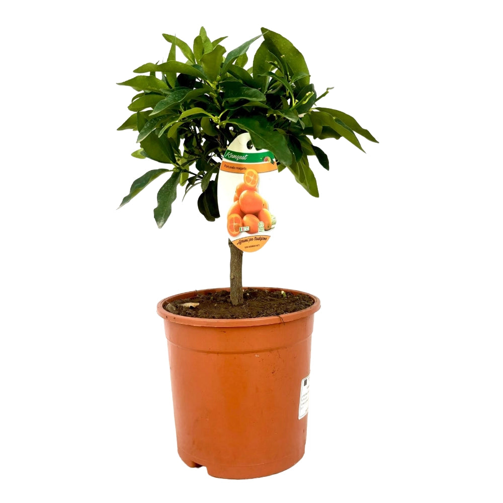 PIANTA ALBERO KUMQUAT mandarino cinese FORTUNELLA IN VASO 18CM AMDGarden