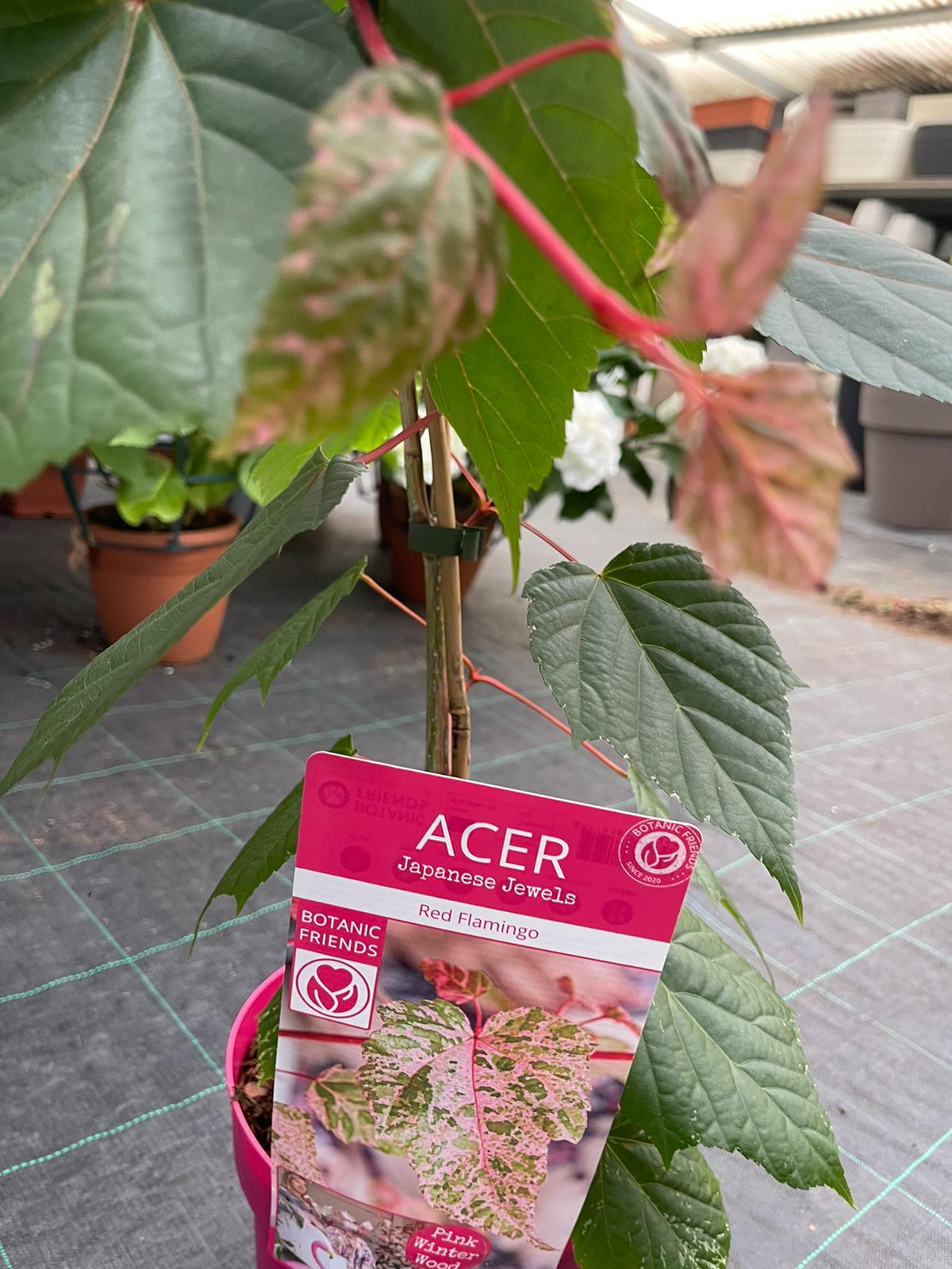 Acer acero red Flamingo pink winter wood - Pianta Vaso 17 H 80 cm Foto Reali