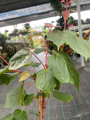 Acer acero red Flamingo pink winter wood - Pianta Vaso 17 H 80 cm Foto Reali