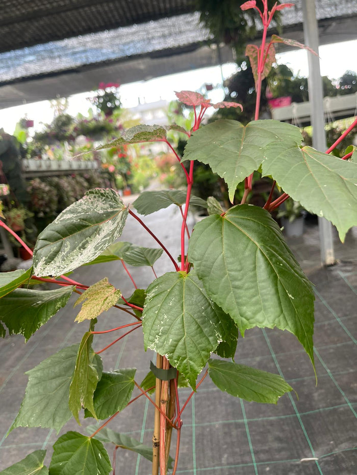 Acer acero red Flamingo pink winter wood - Pianta Vaso 17 H 80 cm Foto Reali