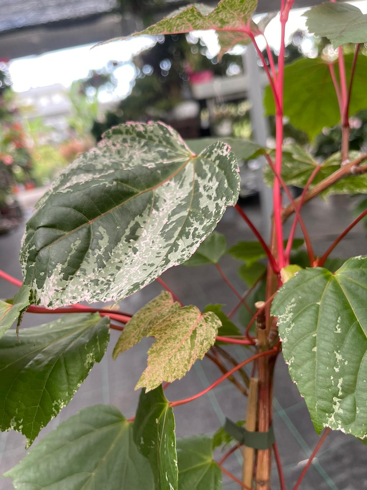 Acer acero red Flamingo pink winter wood - Pianta Vaso 17 H 80 cm Foto Reali