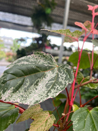 Acer acero red Flamingo pink winter wood - Pianta Vaso 17 H 80 cm Foto Reali