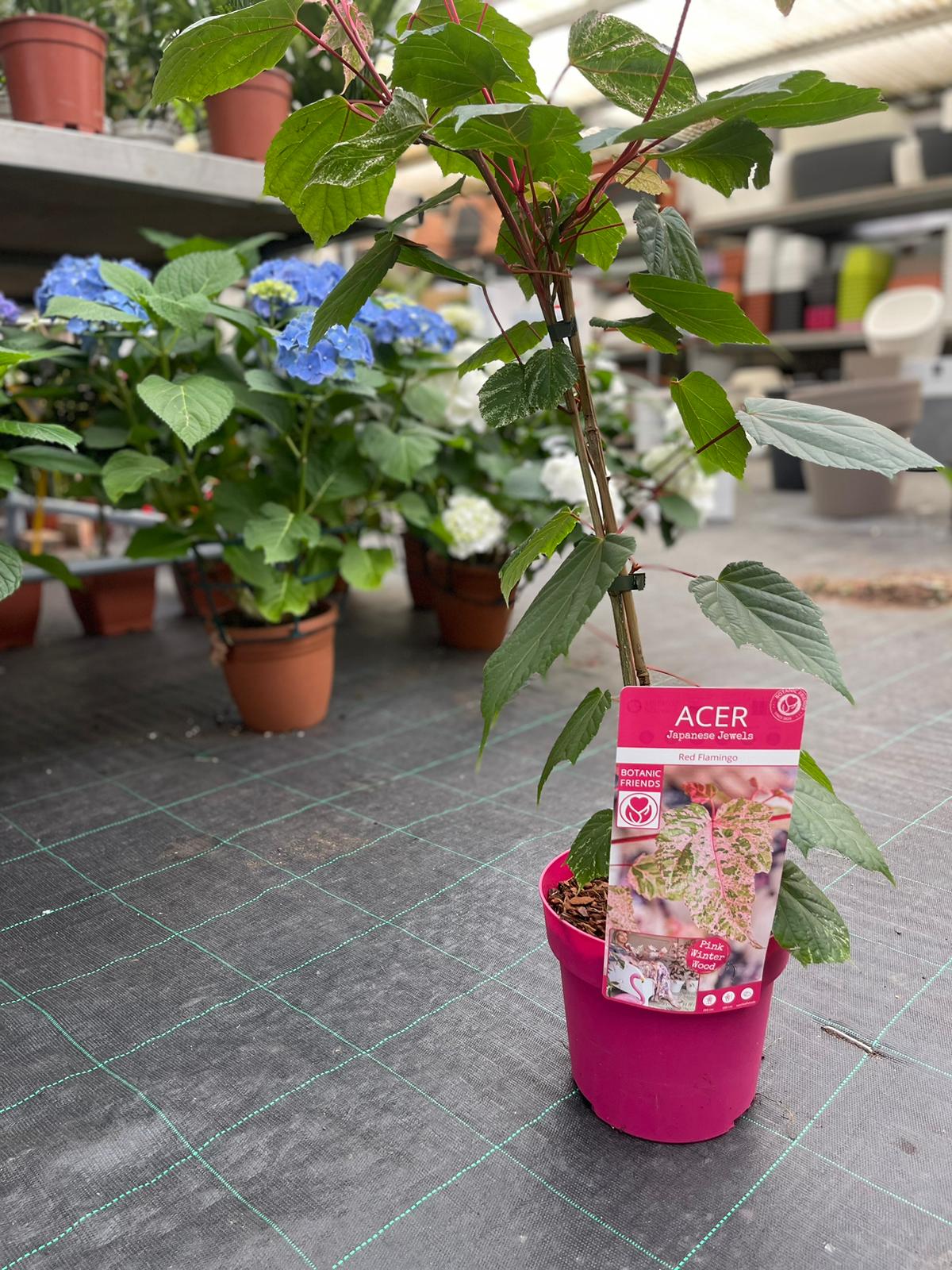 Acer acero red Flamingo pink winter wood - Pianta Vaso 17 H 80 cm Foto Reali