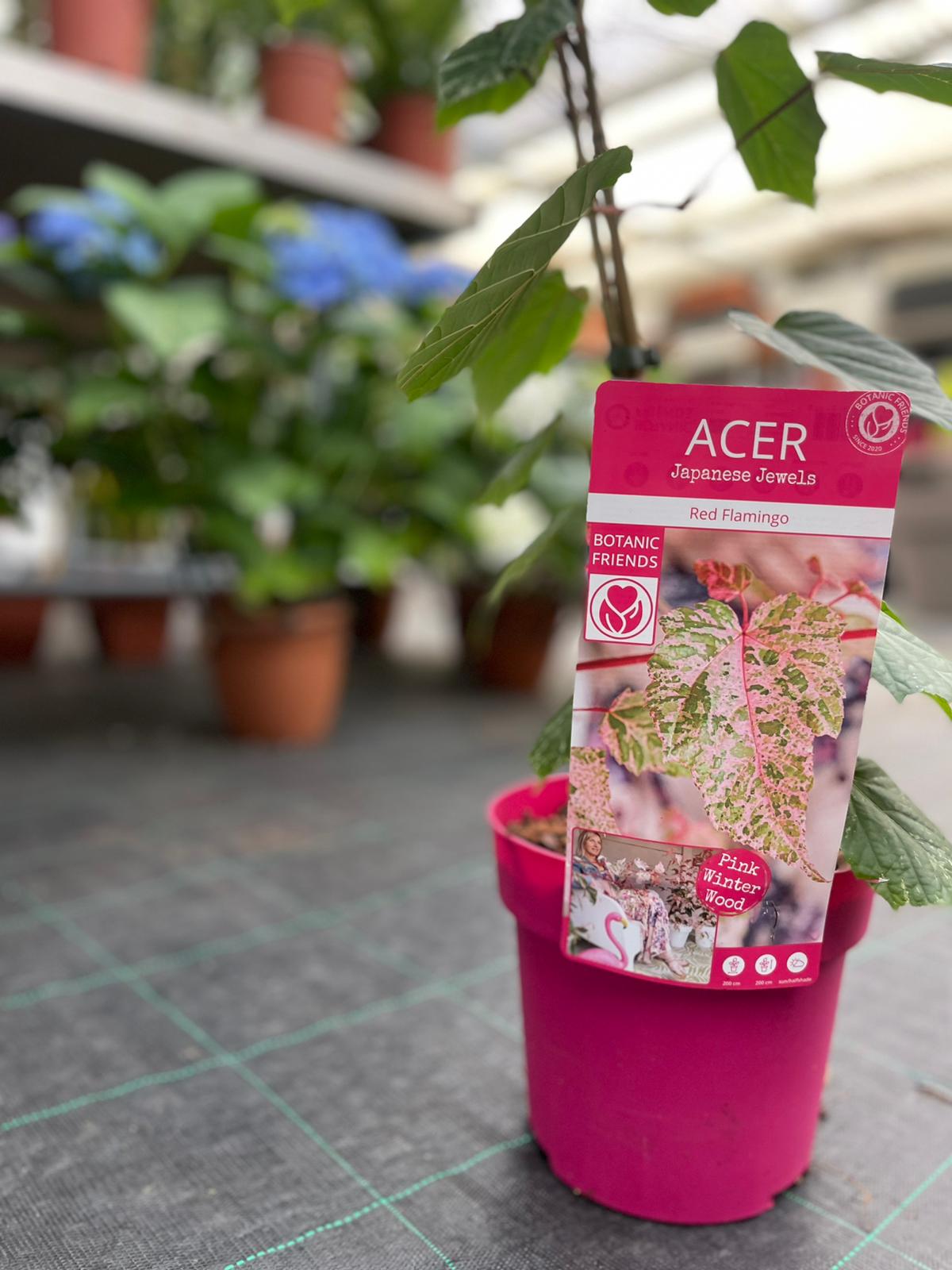 Acer acero red Flamingo pink winter wood - Pianta Vaso 17 H 80 cm Foto Reali