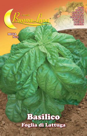 semi orto basilico foglia lattuga cod:ferx.74506