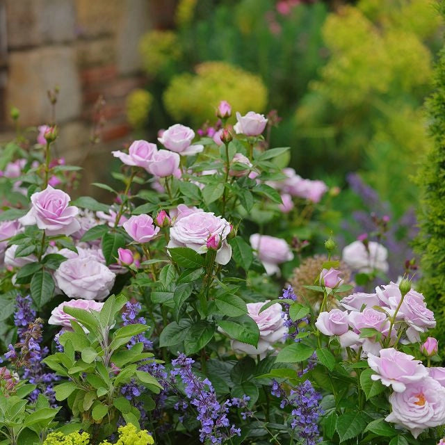 Gardenaria Rosa 'Pacific Blue' - Rosa da giardino Altezza: 40/50 cm (vaso20)