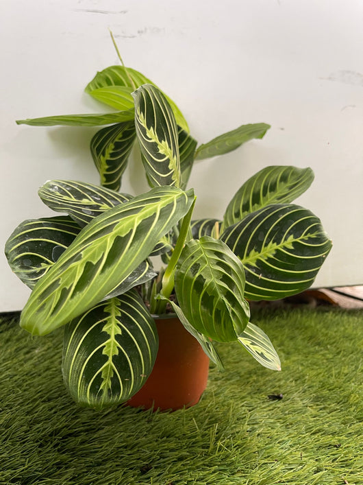 Maranta Leuconera Lemon Lime vaso 12 cm “pianta delle preghiera” Foto Reali