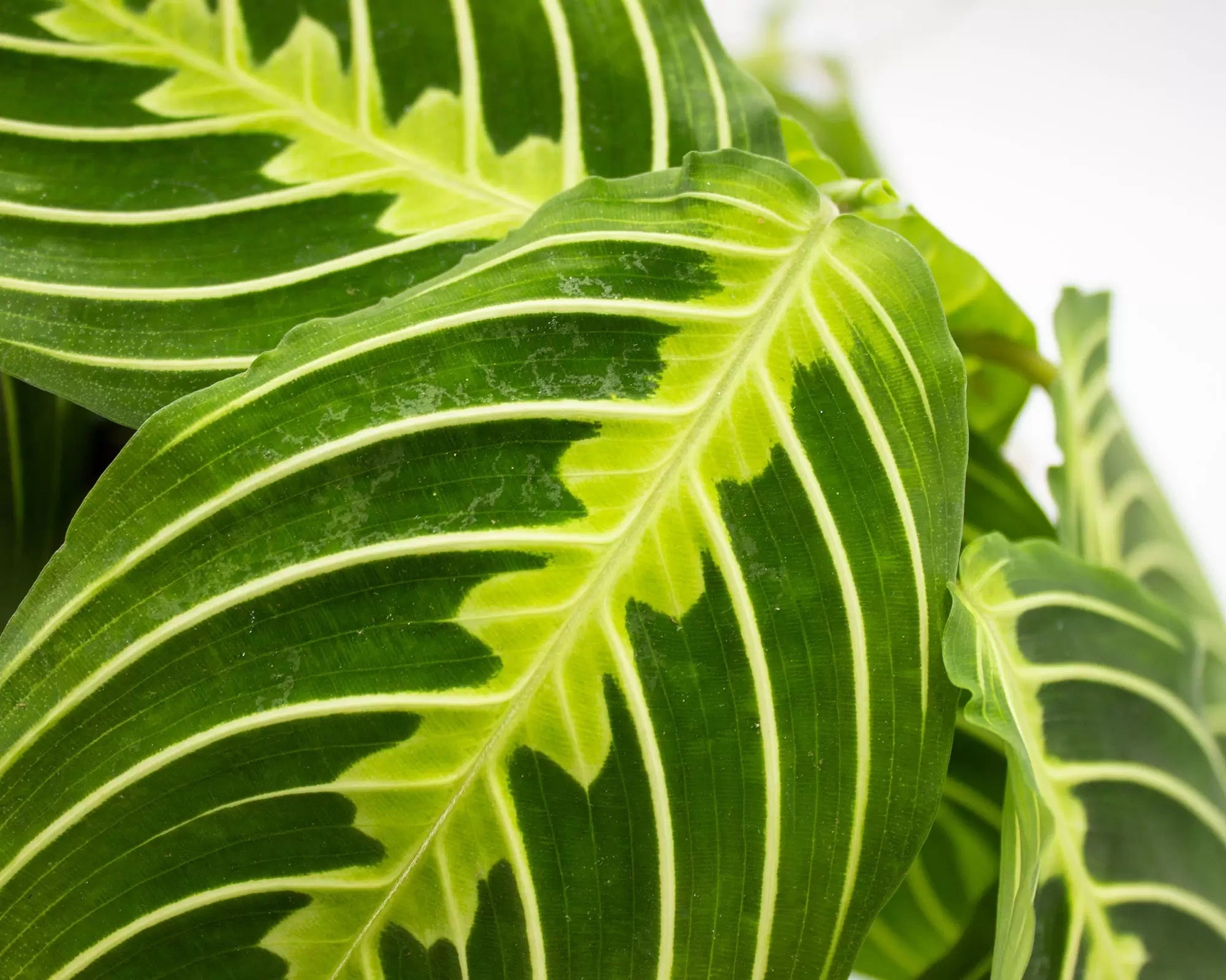 Maranta Leuconera Lemon Lime vaso 12 cm “pianta delle preghiera” Foto Reali