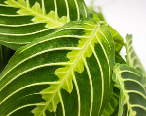 Maranta Leuconera Lemon Lime vaso 12 cm “pianta delle preghiera” Foto Reali