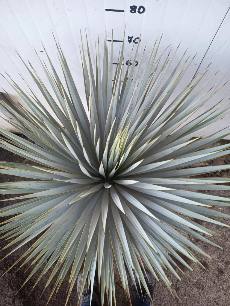 Yucca Rostrata V40 – foto reale,  Resistente e Scultorea H80cm