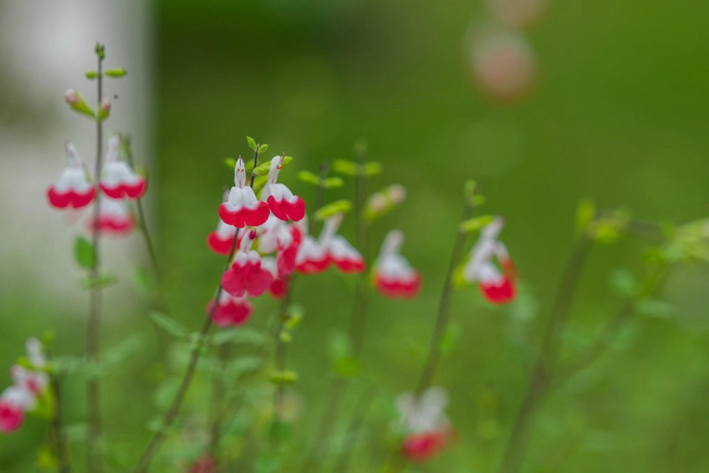 SALVIA ROEMERIANA BIANCO-ROSATO VASO 24