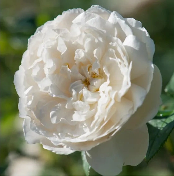 Gardenaria Rosa 'William and Caterine' - Rosa da giardino Altezza: 40/50 cm (vaso20)