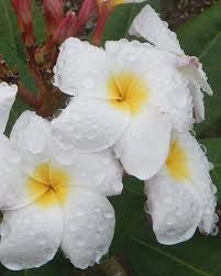 Pianta di plumeria frangipane 'blizzard', BIANCA vaso 15cm h 50cm, foto reale