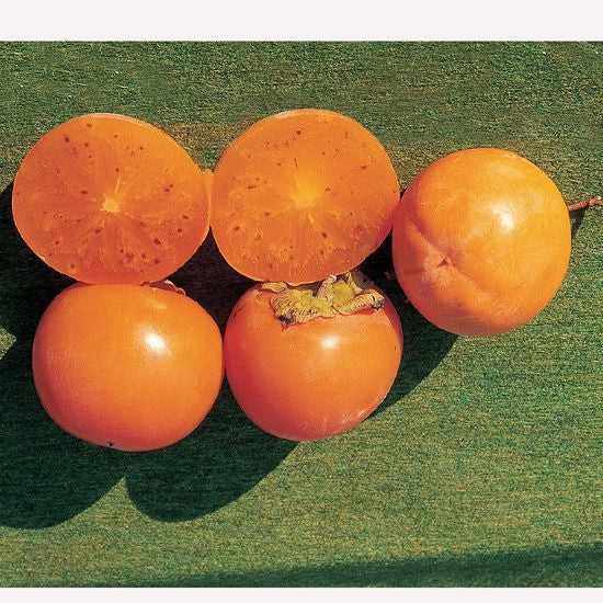 KAKO KAKI -LYCOPERSICON Pianta da Frutto Frutta Altezza 150 cm