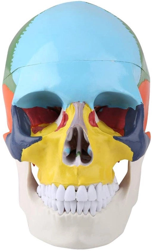 Modello Anatomico della Scheda della Vita - Modello Anatomico - Mandibola Rimovibile - Carta di Riconoscimento dei Colori - Movimento Mandibolare Realistico - Sicuro e Duraturo