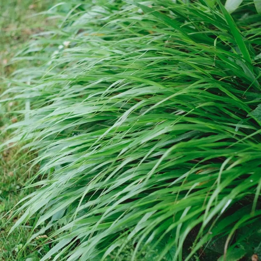 Gardenaria Hakonechloa macra - Graminacea ornamentale da esterno Altezza: 40 cm (vaso 17)