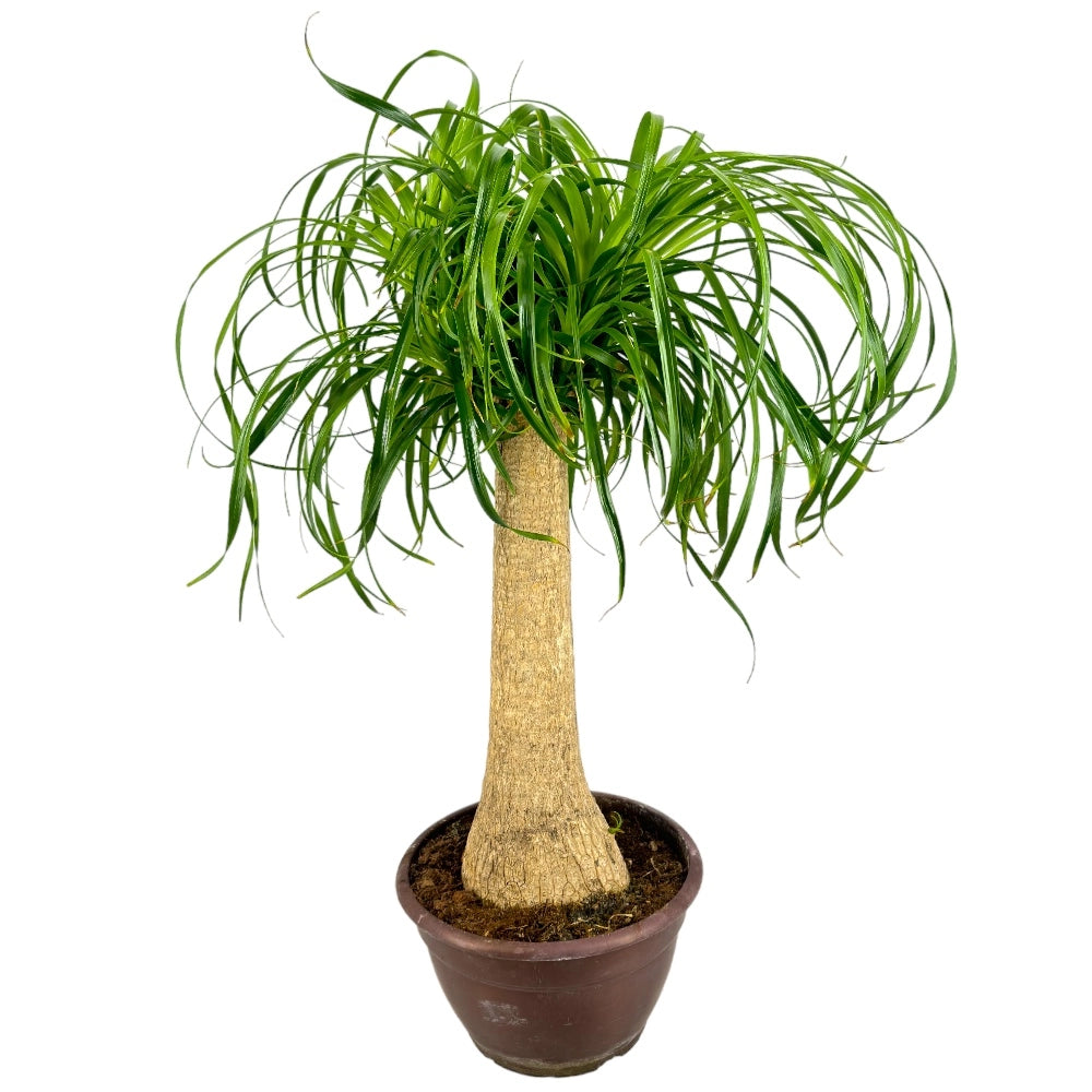 Pianta di BEAUCARNEA RECURVATA pianta MANGIAFUMO elimina odori DA INTERNO vaso25
